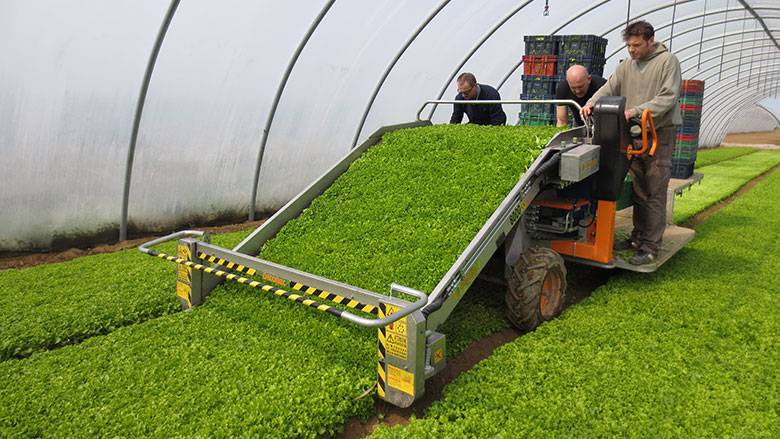 ortomec cosechadora lechuga hoja 1500|ortomec cosechadora lechuga hoja 1500|raccolta-lattuga-a-foglia-1500-2-600x400